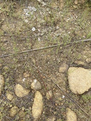 Symphyotrichum depauperatum