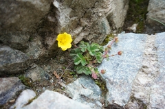 Potentilla matsumurae
