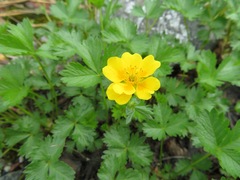 Potentilla matsumurae