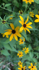 Rudbeckia triloba