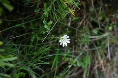 Cerastium morrisonense