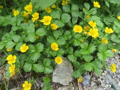 Potentilla matsumurae