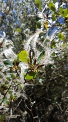 Cercocarpus betuloides blancheae