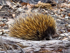 Tachyglossus aculeatus multiaculeatus