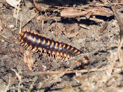 Rudiloria