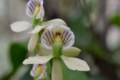 Prosthechea radiata
