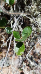 Cercocarpus betuloides blancheae