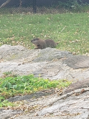 Marmota monax