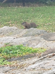 Marmota monax