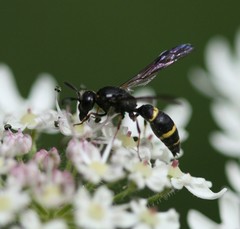 Symmorphus bifasciatus