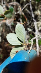 Cercocarpus betuloides blancheae