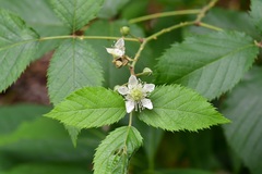 Rubus pringlei