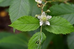 Rubus pringlei
