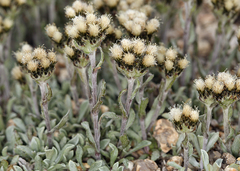 Antennaria pulchella