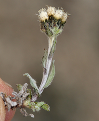 Antennaria pulchella