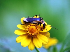 Chauliognathus distinguendus