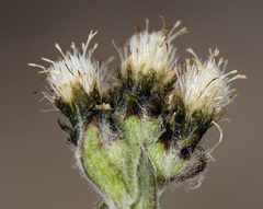Antennaria pulchella