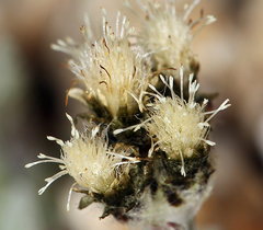 Antennaria pulchella