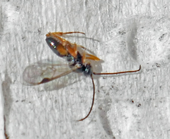 Cotesia congregata