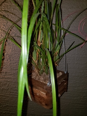 Maxillaria tenuifolia