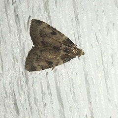Aglossa disciferalis
