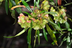 Dodonaea viscosa spatulata