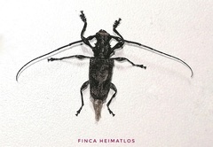 Steirastoma aethiops