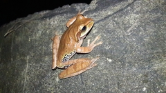 Smilisca cyanosticta