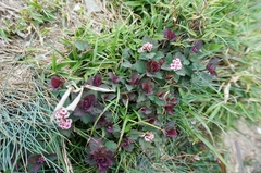 Spiraea morrisonicola