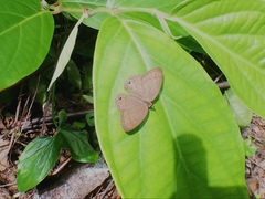 Cissia