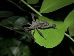 Acanthocephala femorata