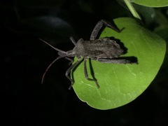 Acanthocephala femorata