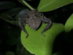 Acanthocephala femorata