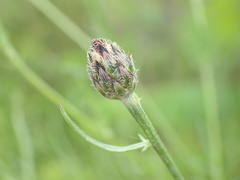 Centaurea stoebe australis
