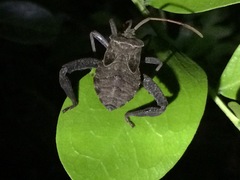 Acanthocephala femorata