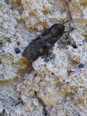 Actebia fennica