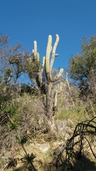 Trichocereus chiloensis chiloensis