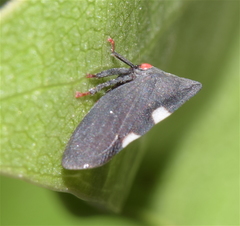 Enchenopa quadricolor