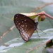 Euploea eyndhovii - Photo (c) Karyadi Baskoro,  זכויות יוצרים חלקיות (CC BY-NC-ND)