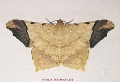 Macaria gambarina