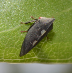 Enchenopa quadricolor