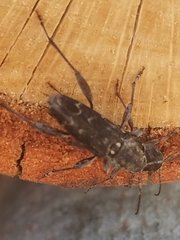 Xylotrechus nauticus