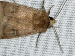 Xestia xanthographa