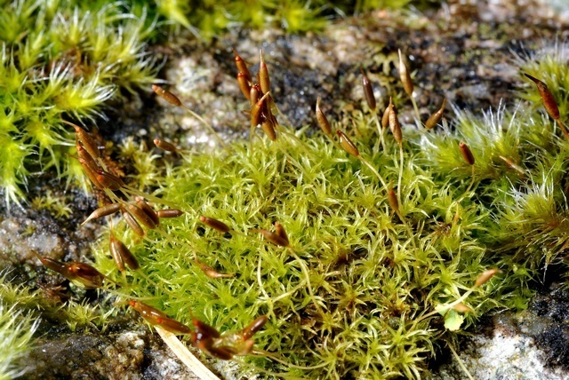 Dicranoweisia cirrata (Mosses and Liverworts of Chiricahua NM ...