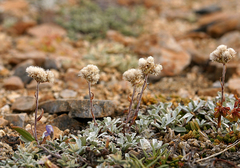 Antennaria rosea confinis