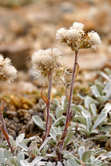 Antennaria rosea confinis