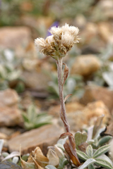 Antennaria rosea confinis