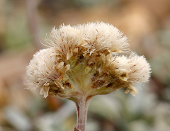 Antennaria rosea confinis