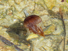 Chrysaora pentastoma