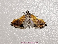 Neoleucinodes